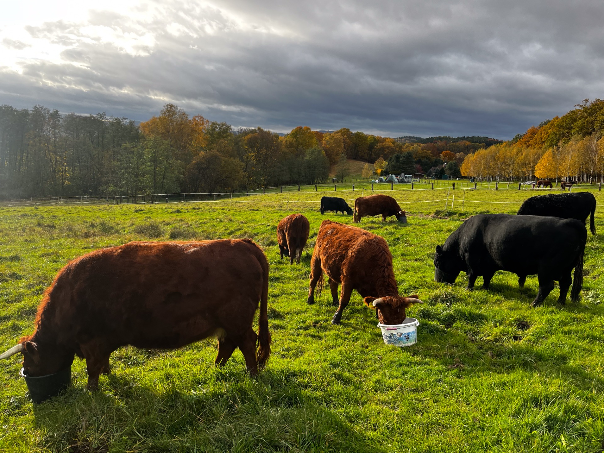 Dexter krávy při "luxování" pamlsků ve svých kyblíkách při posledních říjnových slunečních paprsků